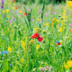 Blumenwiese