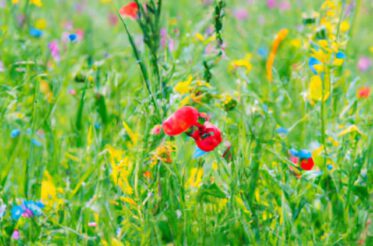 Blumenwiese